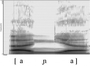 Spectrogramme de la consonne [ɲ]